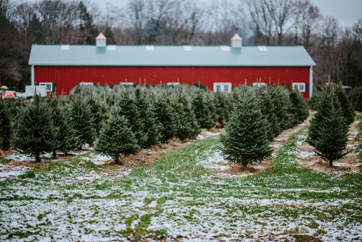 Christmas Tree Farms in NJ: 25+ Fields Where You Can Cut Your Own - NJ Mom