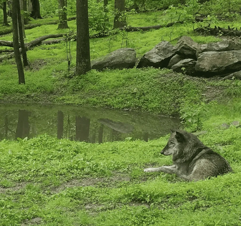 Lakota wolf preserve wolf lying down in the grass nj mom nj