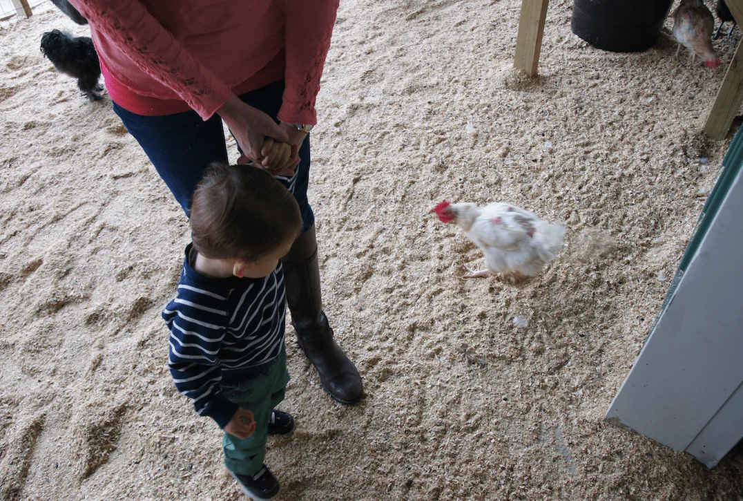 A. Casola farms