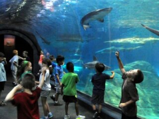 camden aquarium