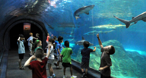 camden aquarium