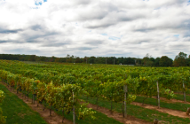 nj vineyards