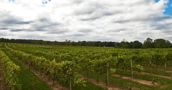 nj vineyards