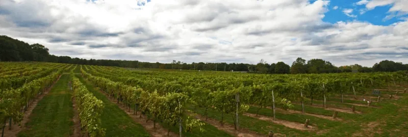 nj vineyards