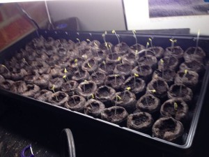Zavory Pepper Seeds under a grow light