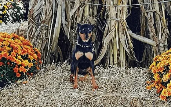 fall festivals in nj