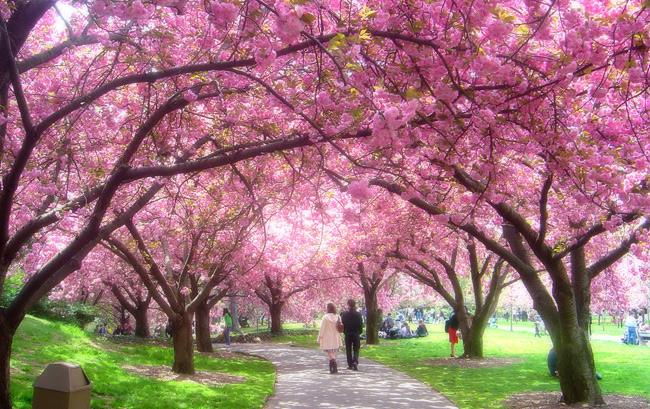 Cherry Blossom dating nettsteddating Raleigh sykler