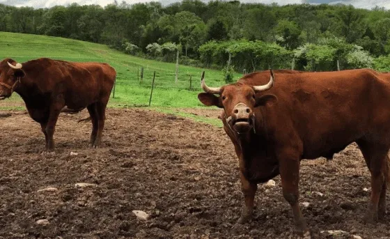 howell living farm