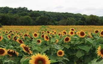 nj mom best sunflower farms fields mazes New Jersey