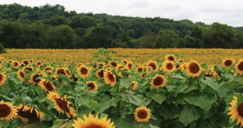 nj mom best sunflower farms fields mazes New Jersey