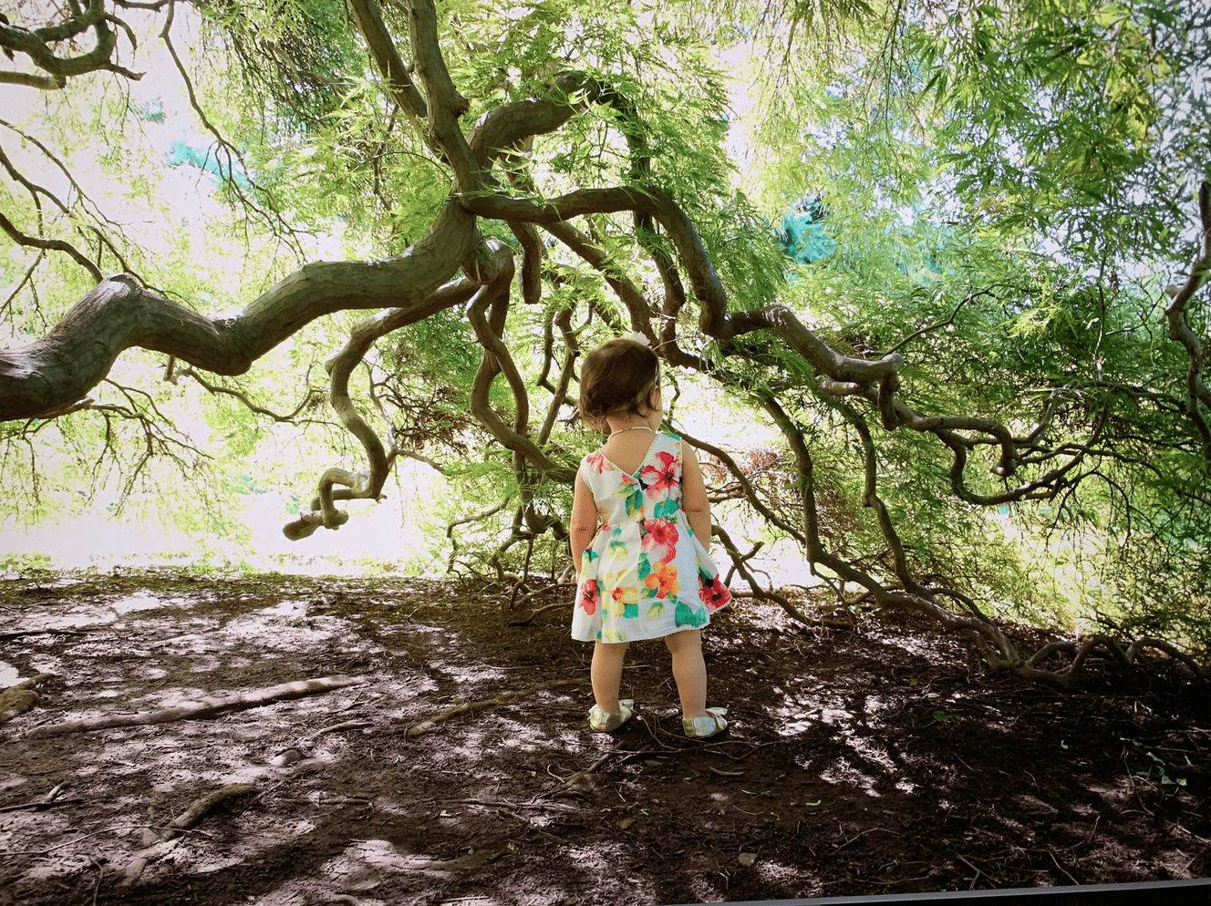 toddler by tree