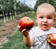 nj mom apple picking in NJ season apple farm new jersey