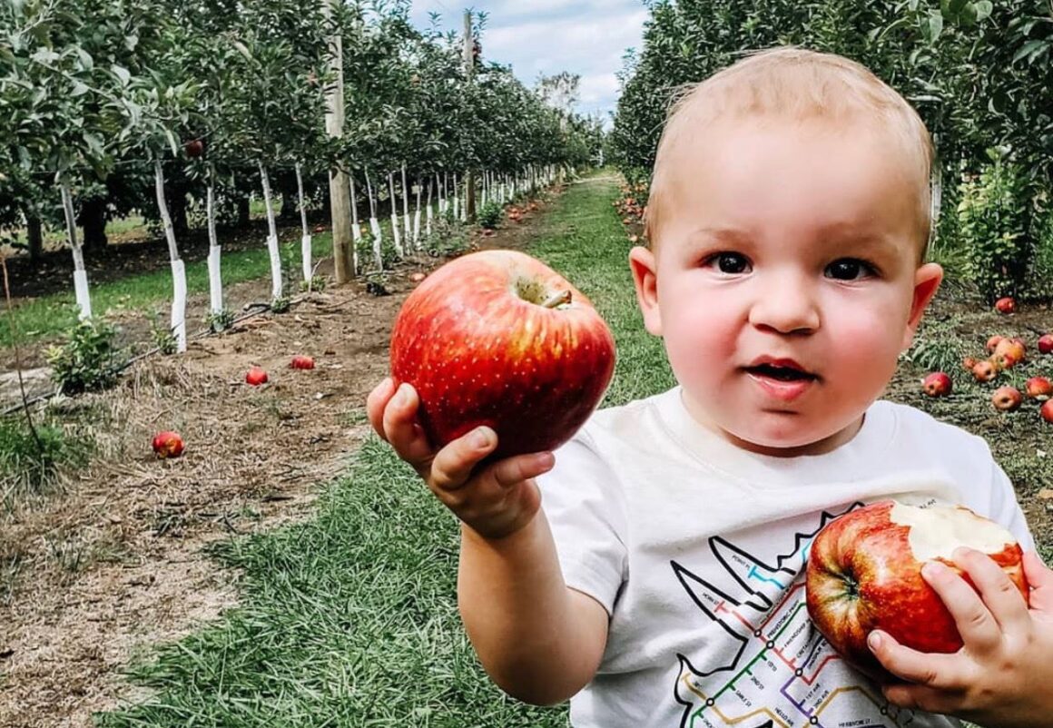 nj mom apple picking in NJ season apple farm new jersey