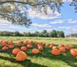 nj mom best pumpkin picking in nj pumpkin patch nj pumpkin farm new jersey