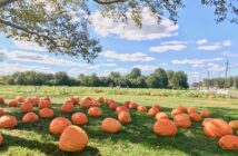 nj mom best pumpkin picking in nj pumpkin patch nj pumpkin farm new jersey