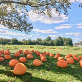 nj mom best pumpkin picking in nj pumpkin patch nj pumpkin farm new jersey