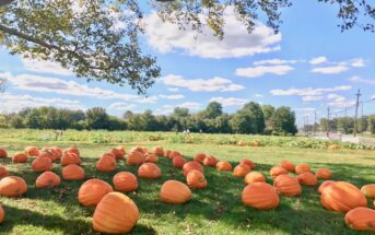 nj mom best pumpkin picking in nj pumpkin patch nj pumpkin farm new jersey