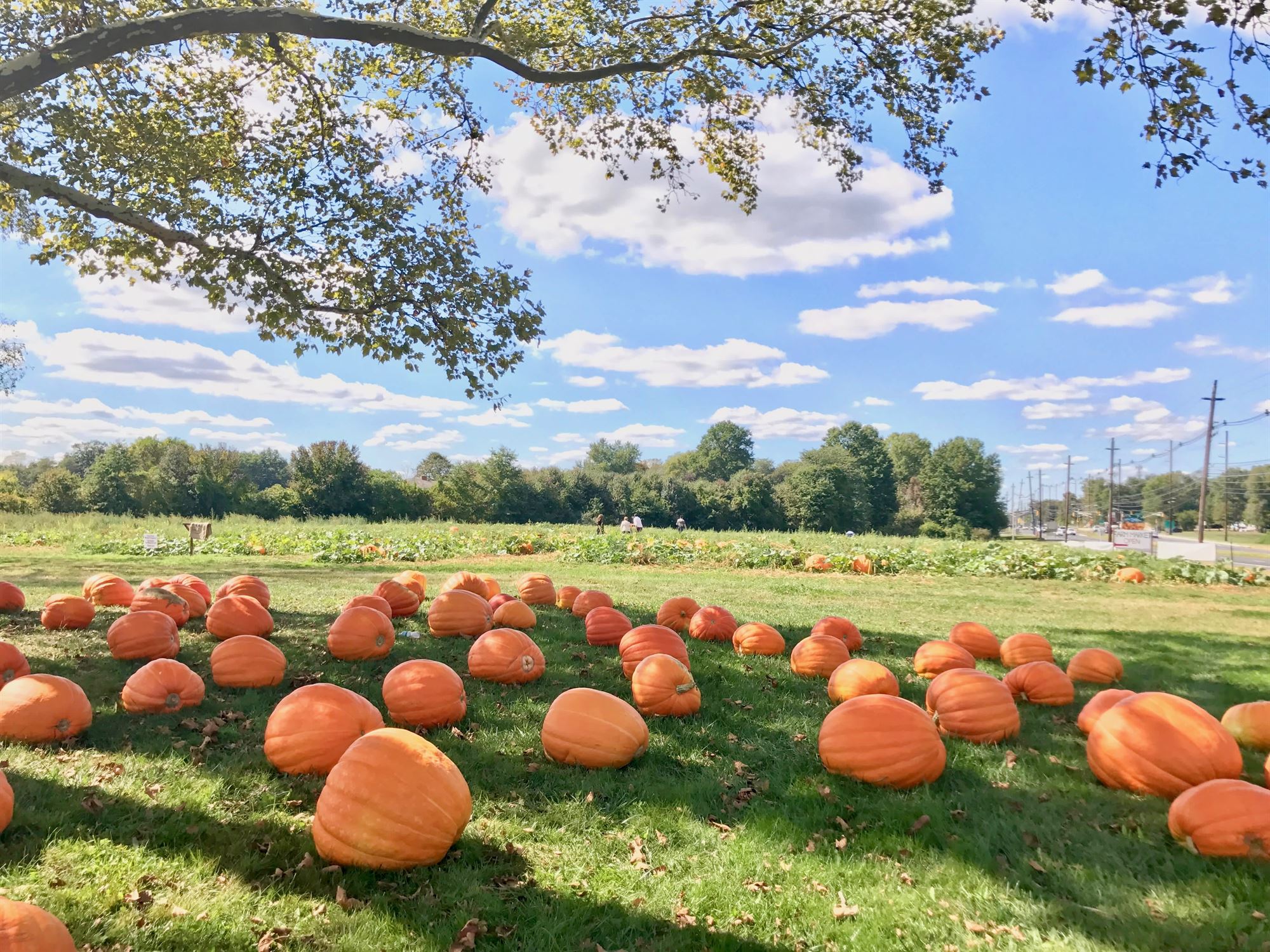 pumpkin picking field trip nj