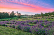 NJ mom lavender farm 6 best relaxing lavender farms in new jersey lavender fields nj
