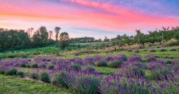 NJ mom lavender farm 6 best relaxing lavender farms in new jersey lavender fields nj