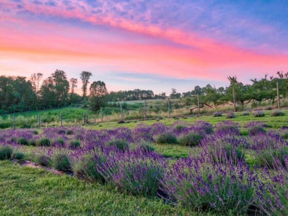 NJ mom lavender farm 6 best relaxing lavender farms in new jersey lavender fields nj