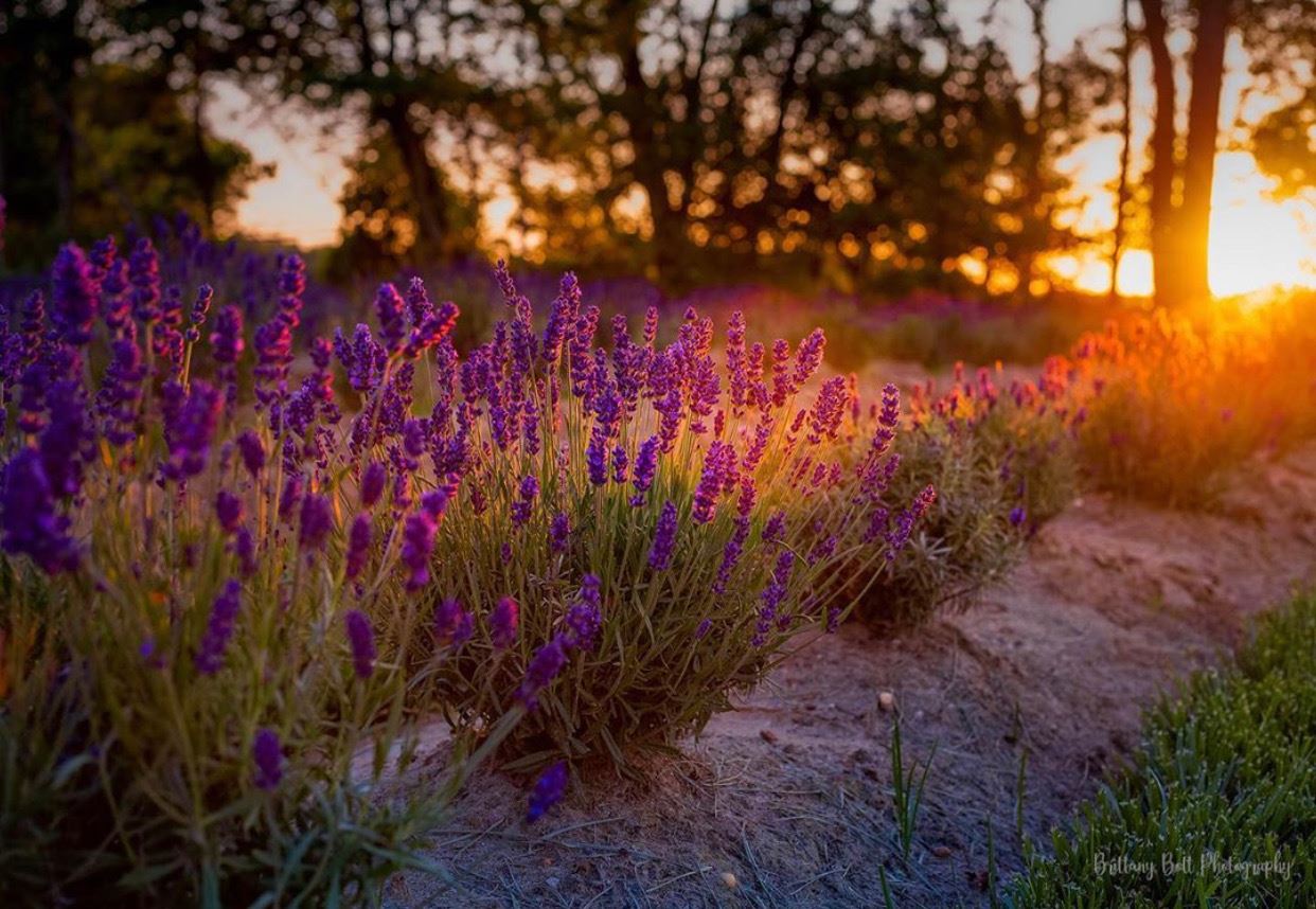 6 Relaxing Lavender Farms in New Jersey