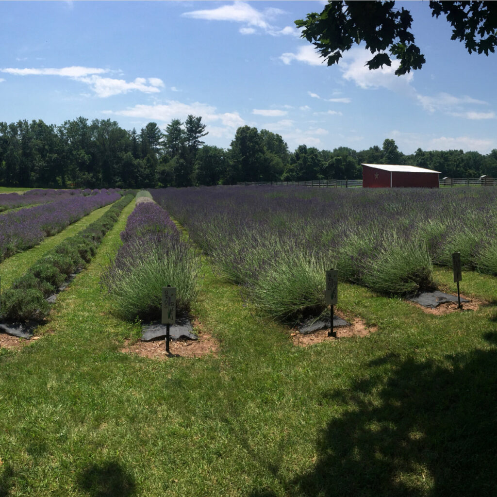 nj mom lavender farm 6 Relaxing Lavender Farms in New Jersey lavender fields nj hiddenspringlavender
