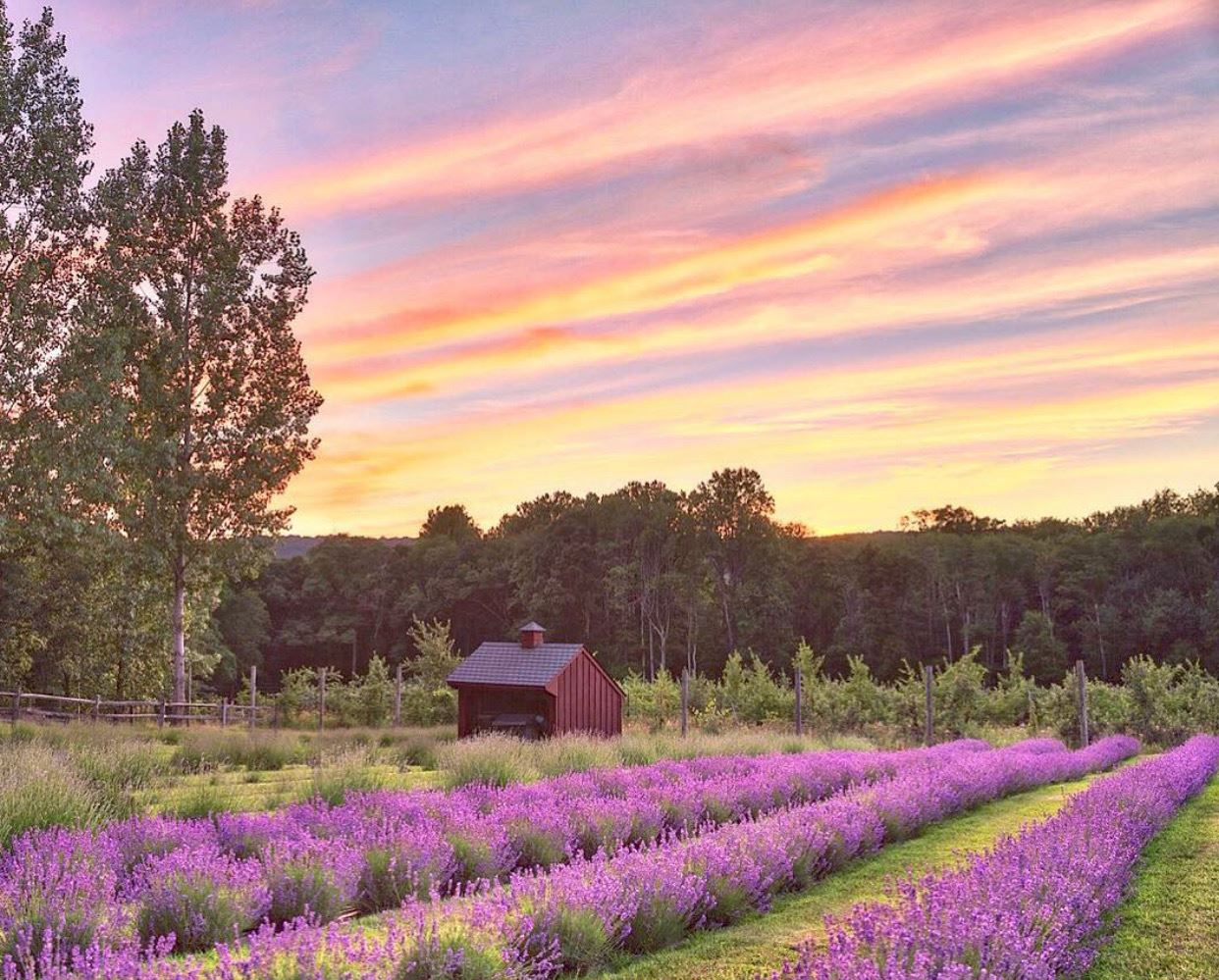 tour to lavender farm