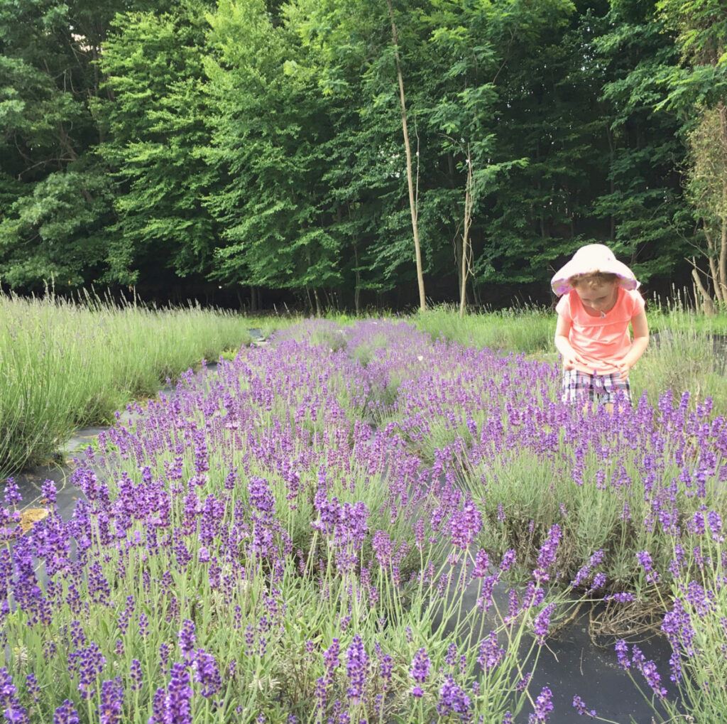 6 Relaxing Lavender Farms in New Jersey lavender fields nj shortcakealbums