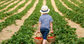 pick your own farms in NJ nj-mom-The-Best-Times-to-Visit-Pick-Your-Own-new-jersey-Farms