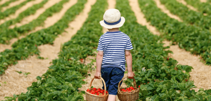 pick your own farms in NJ nj-mom-The-Best-Times-to-Visit-Pick-Your-Own-new-jersey-Farms