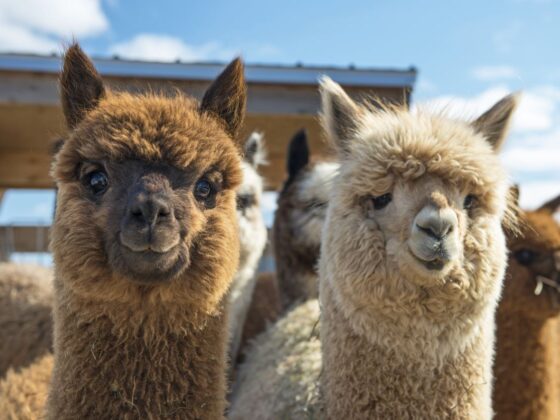 nj mom best alpaca farms in New Jersey