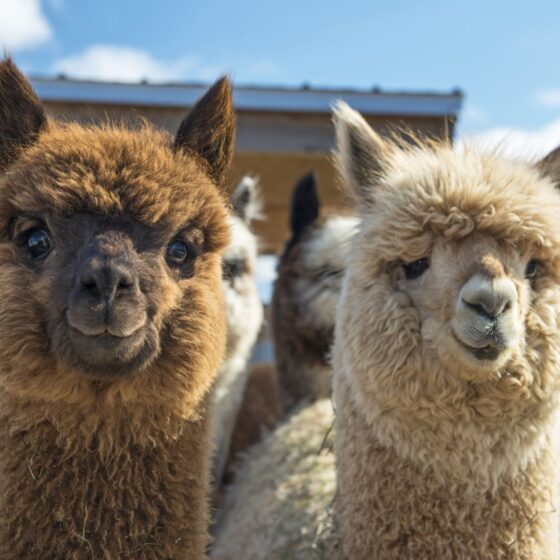 nj mom best alpaca farms in New Jersey