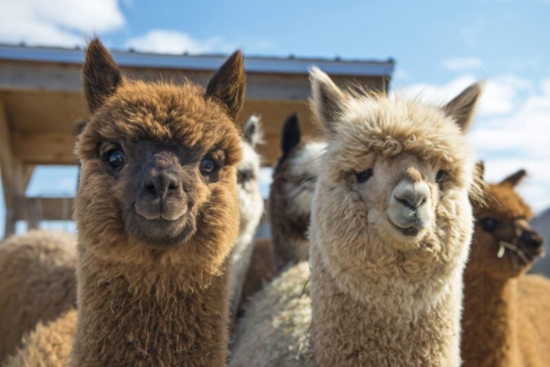 nj mom best alpaca farms in New Jersey