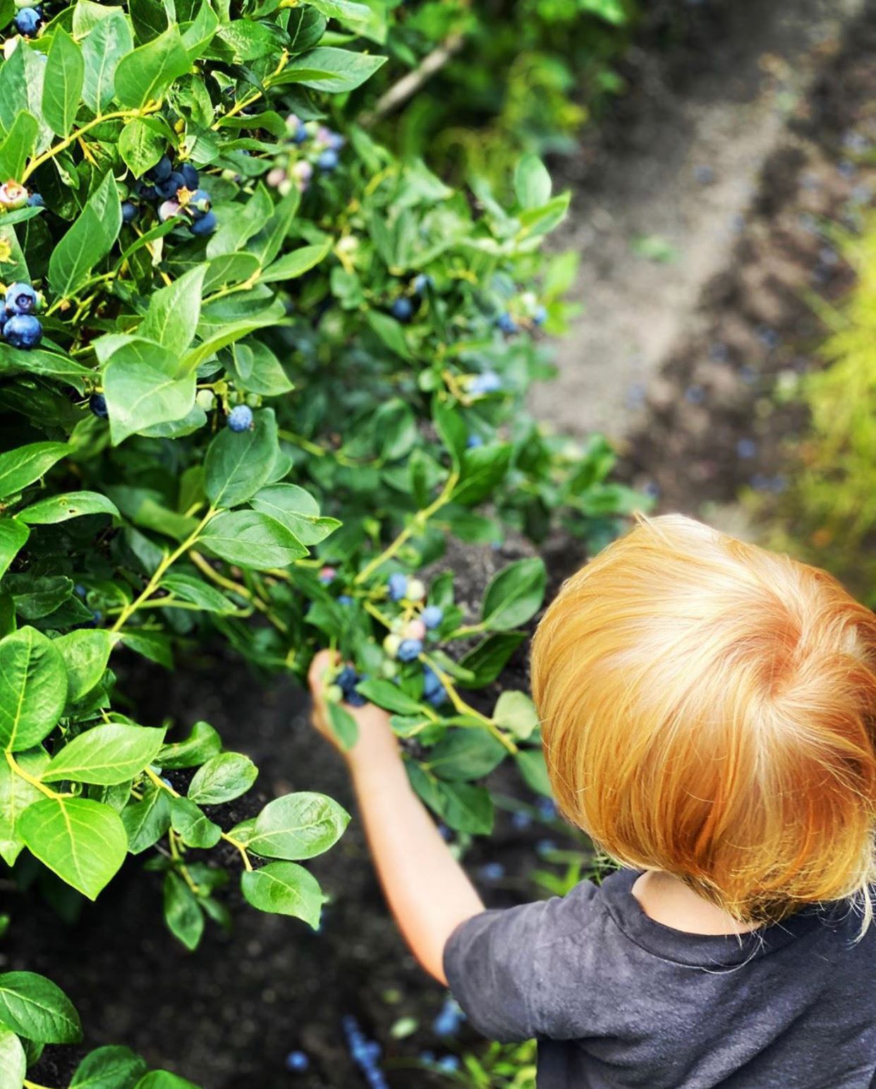 The Best Blueberry Picking Farms in NJ