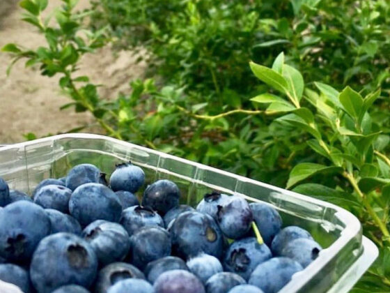 nj mom best blueberry picking farms new jersey pick your own blueberries nj