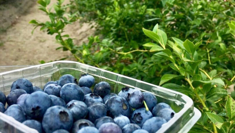 nj mom best blueberry picking farms new jersey pick your own blueberries nj