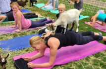 nj mom kid friendly things to do july namaaaste goat yoga new jersey