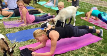 nj mom kid friendly things to do july namaaaste goat yoga new jersey