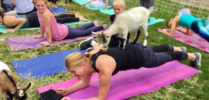 nj mom kid friendly things to do july namaaaste goat yoga new jersey