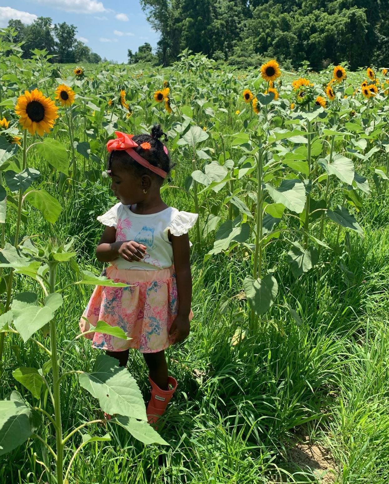 The Best Sunflower Farms And Mazes Around New Jersey