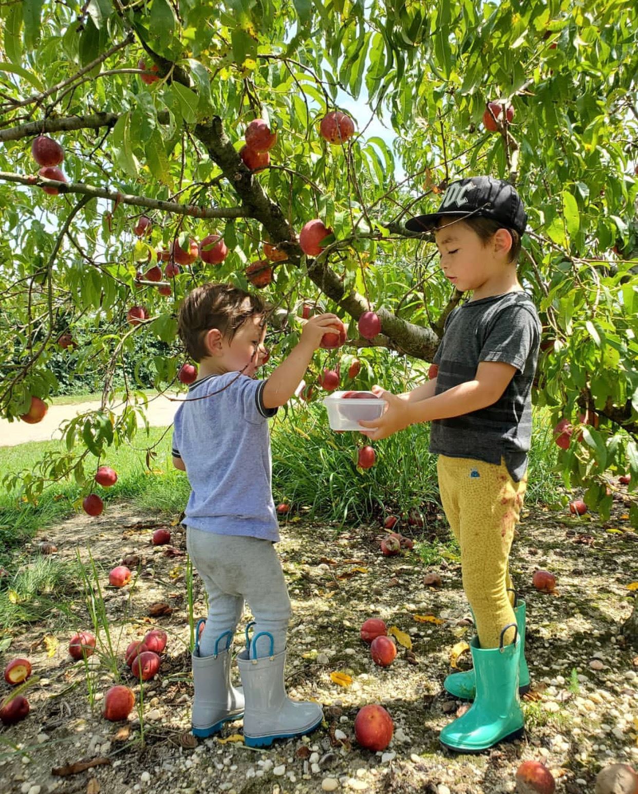 nj mom apple picking in NJ season apple farm new jersey