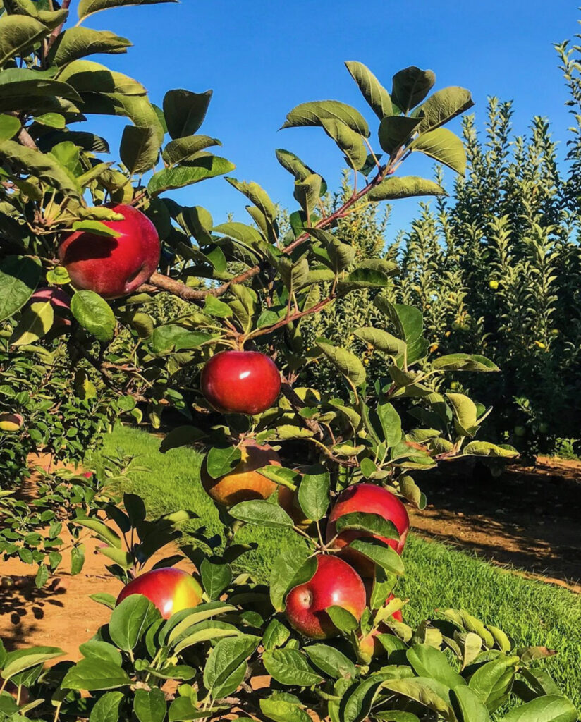 The Best Apple Picking Farms Around NJ