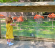 nj mom cape may county zoo new jersey flamingos