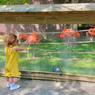 nj mom cape may county zoo new jersey flamingos