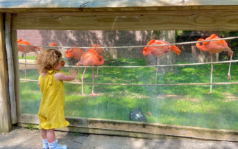 nj mom cape may county zoo new jersey flamingos