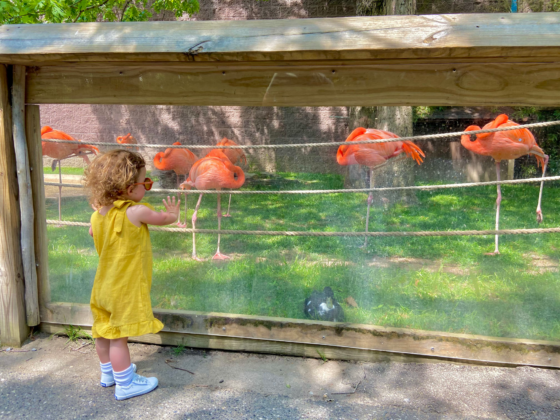 nj mom cape may county zoo new jersey flamingos