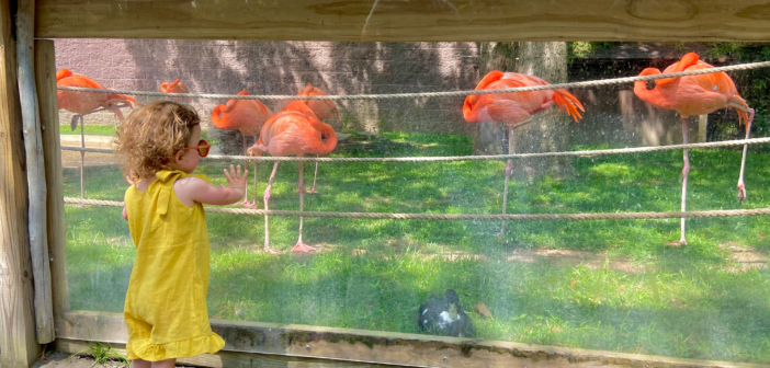 nj mom cape may county zoo new jersey flamingos