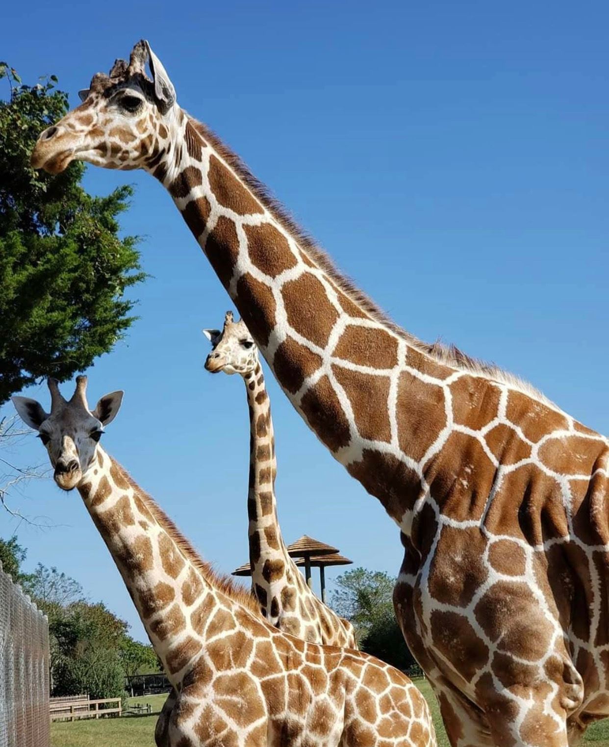 nj mom cape may county zoo new jersey giraffes