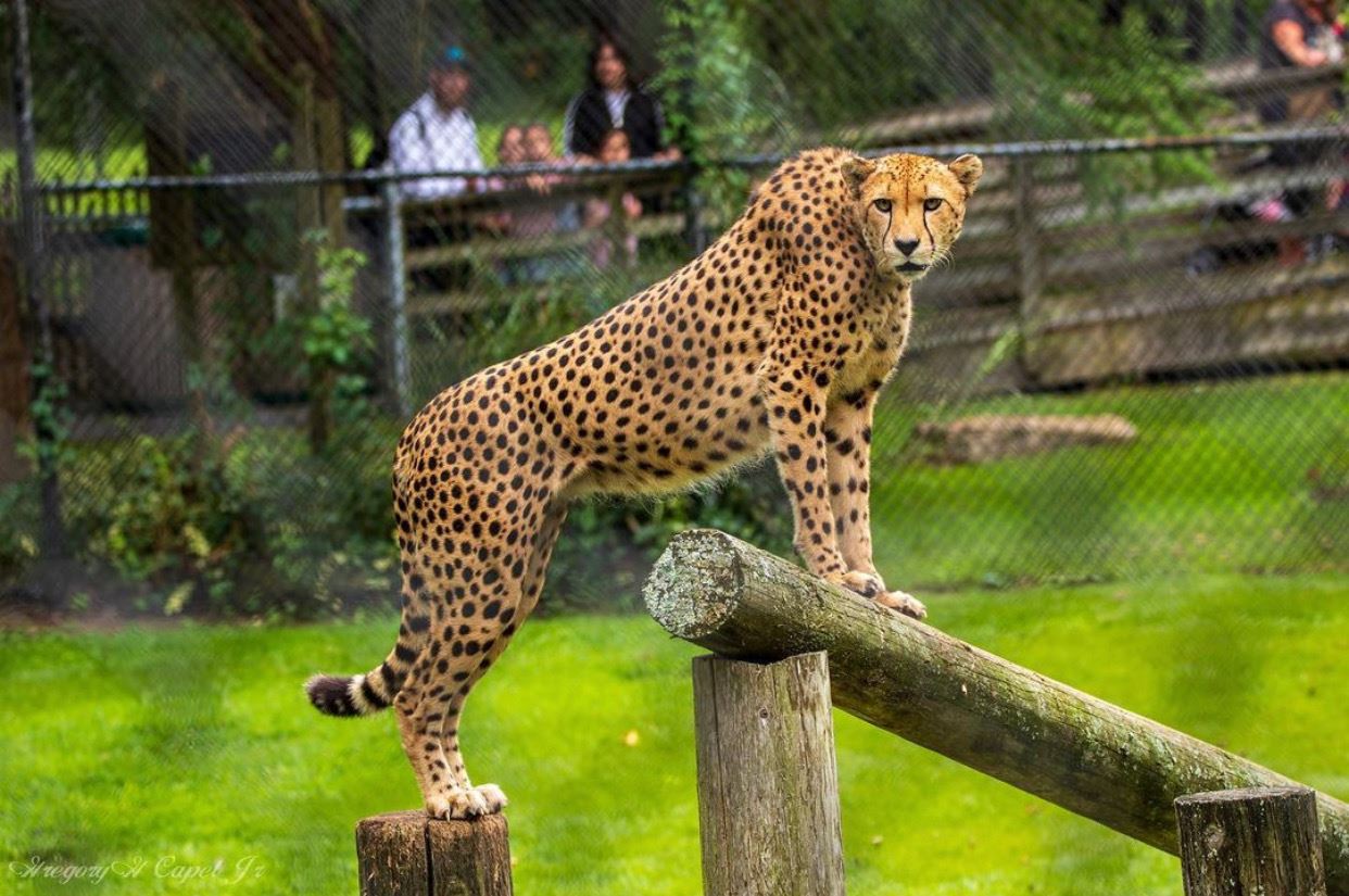 nj mom cape may county zoo new jersey leopard